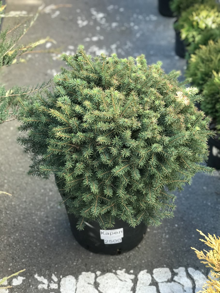 Ель Оморика Карел