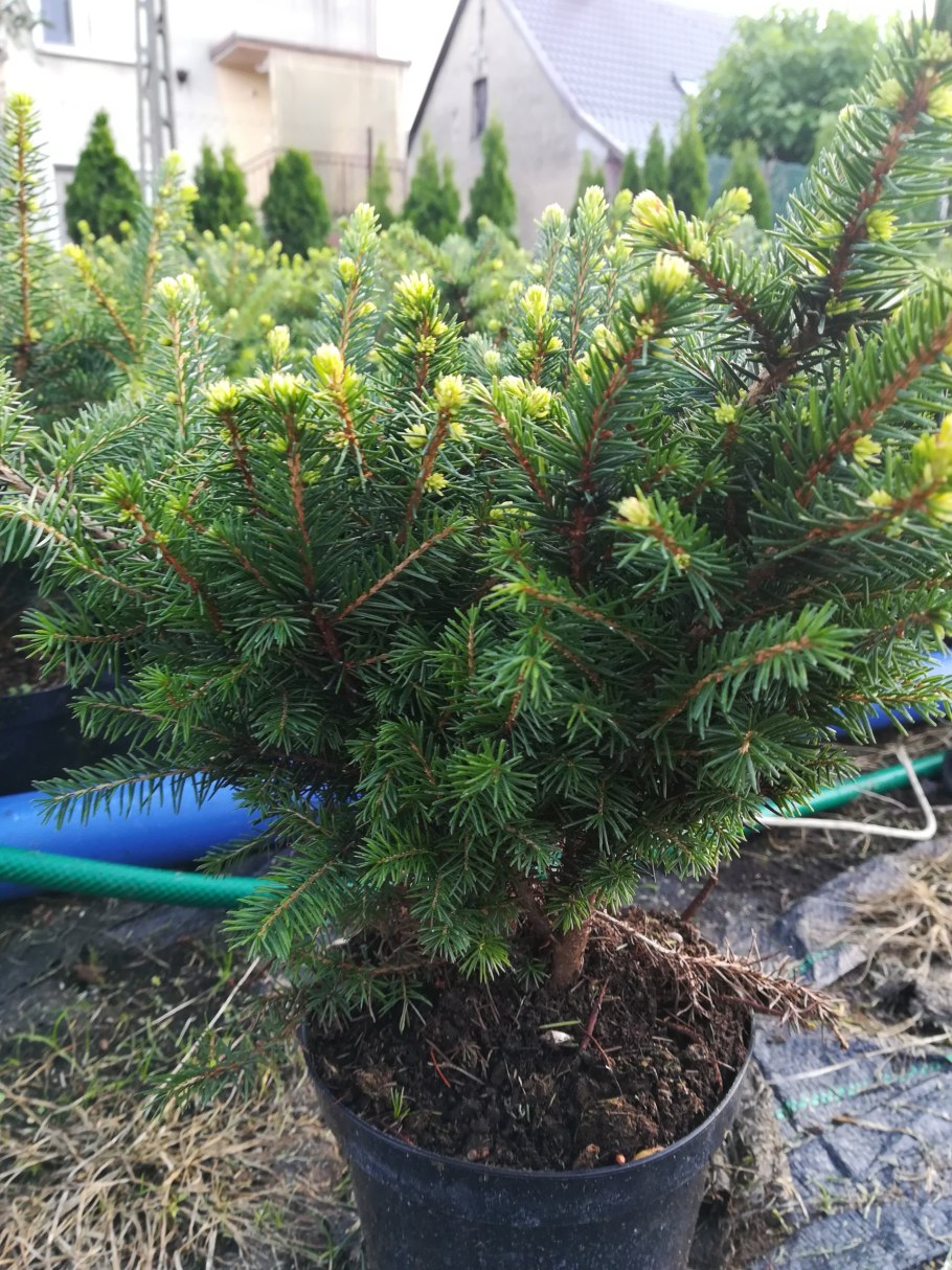 Ель шаровидная Карел