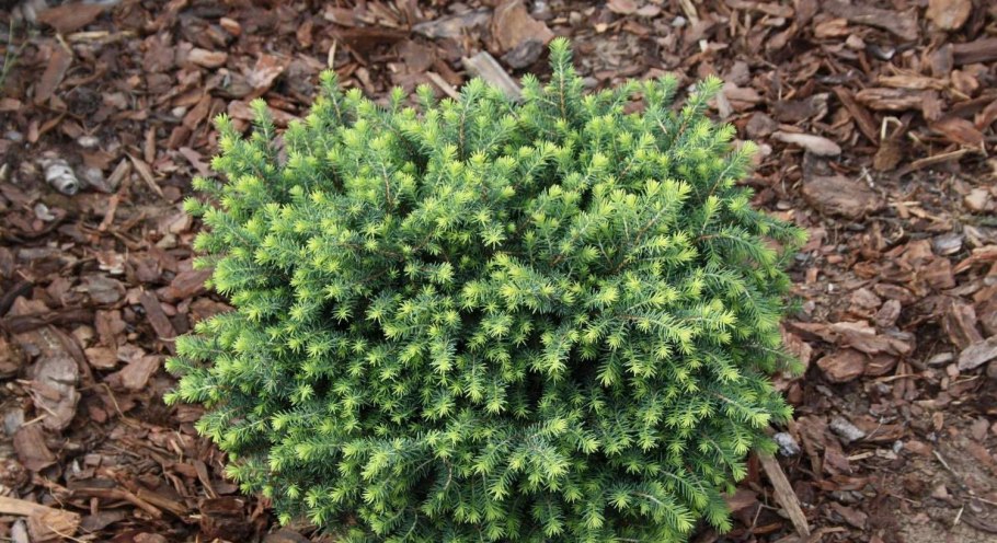 Ель Picea omorika Karel