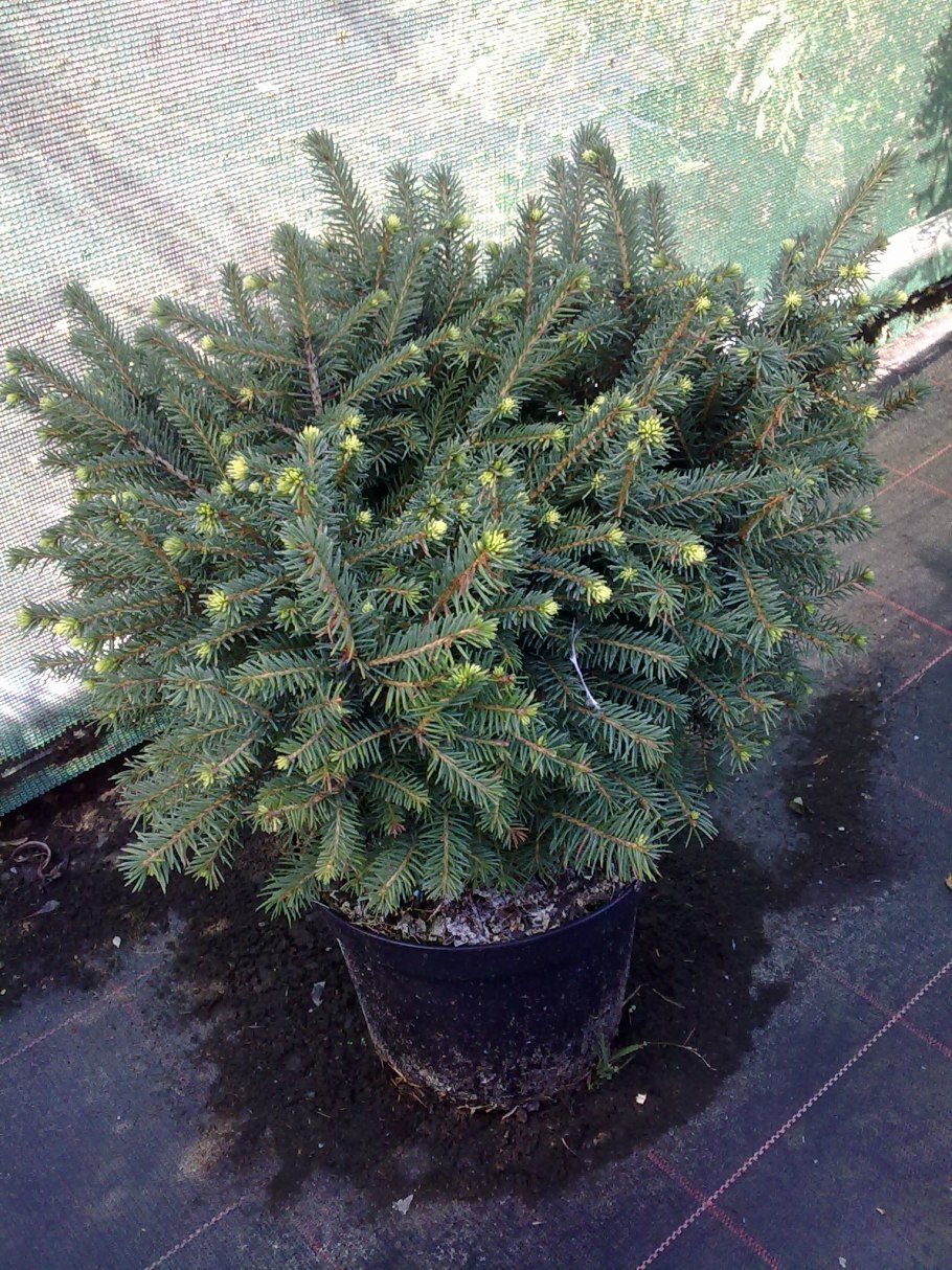 Ель Сербская "Karel" (Карел)