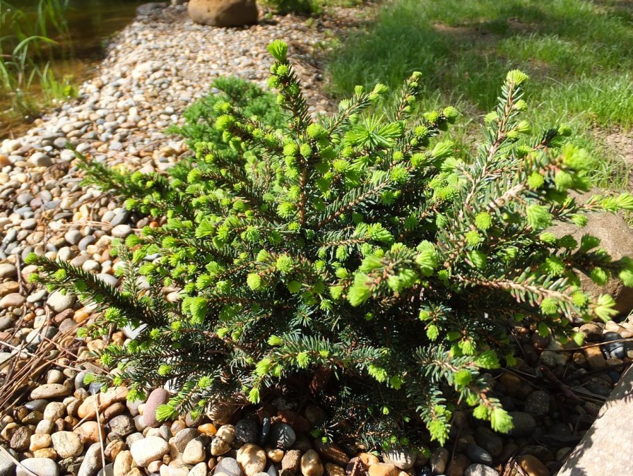 Ель Оморика Карел