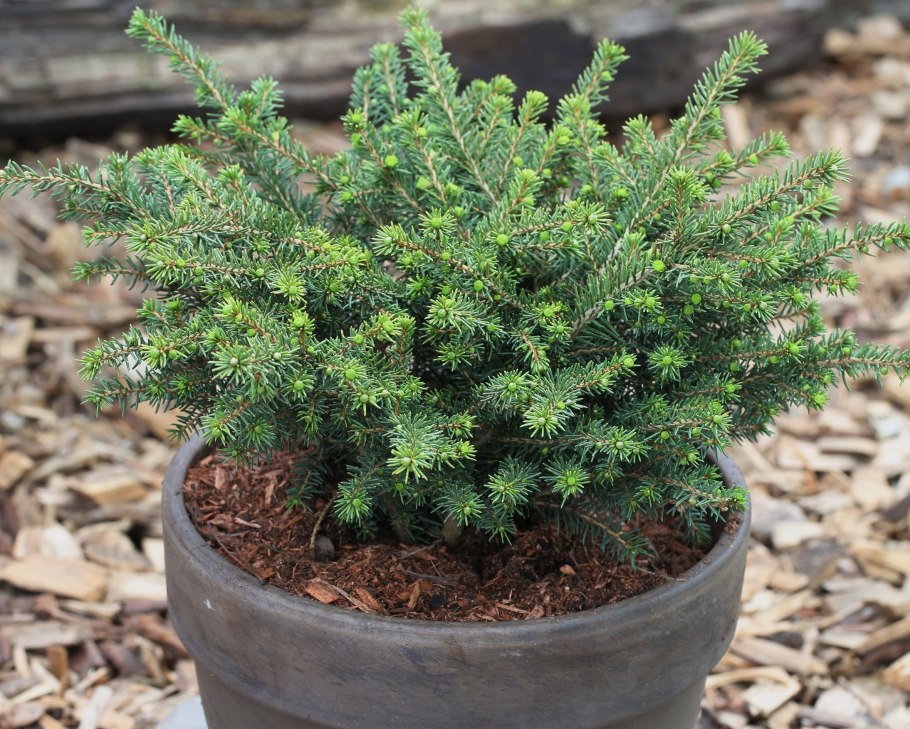 Ель Сербская Нана