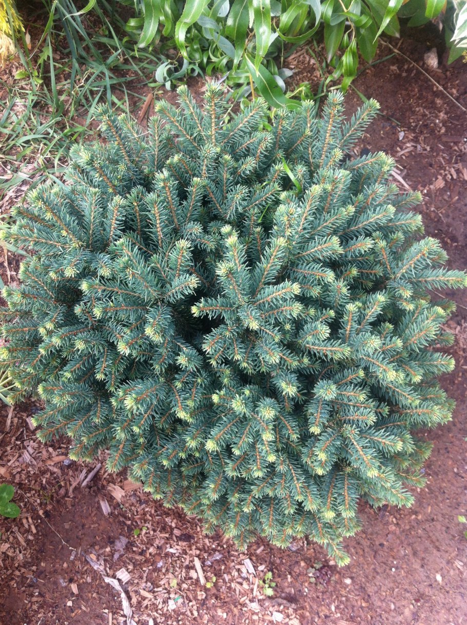 Ель подушковидная Карел