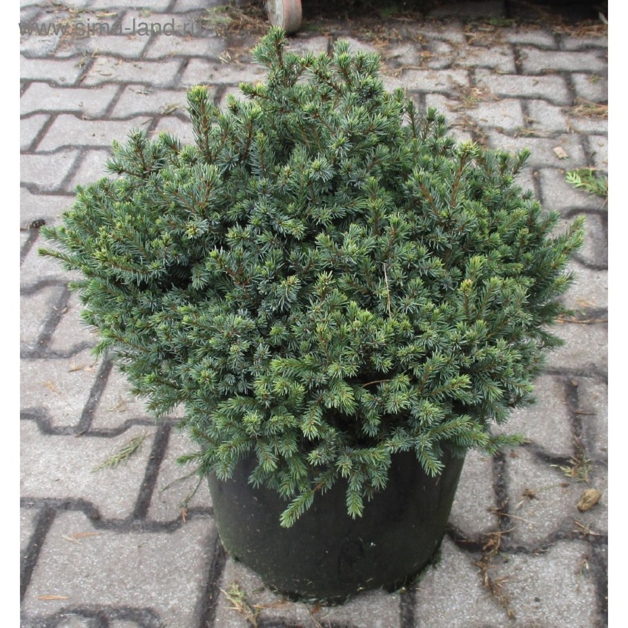 Ель сербская нана