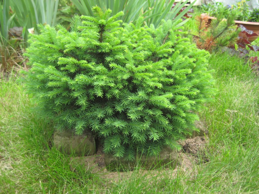 Ель серебристая Карел