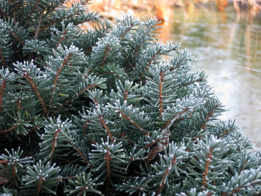 Ель подушковидная Карел