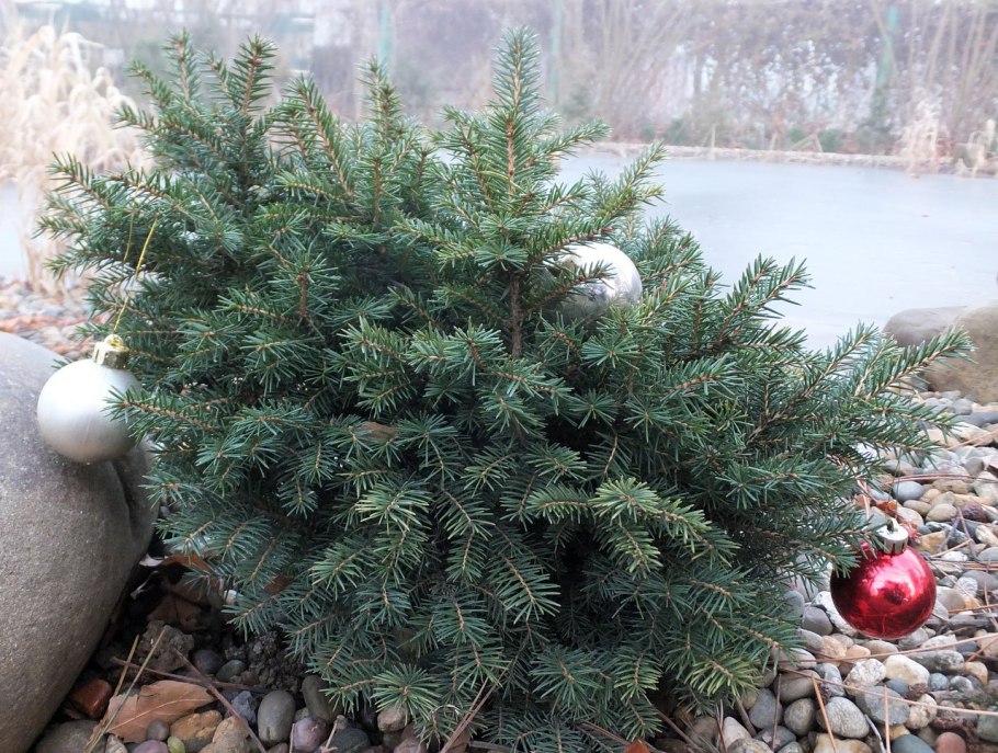 Ель Сербская Карел (Picea omorika Karel)