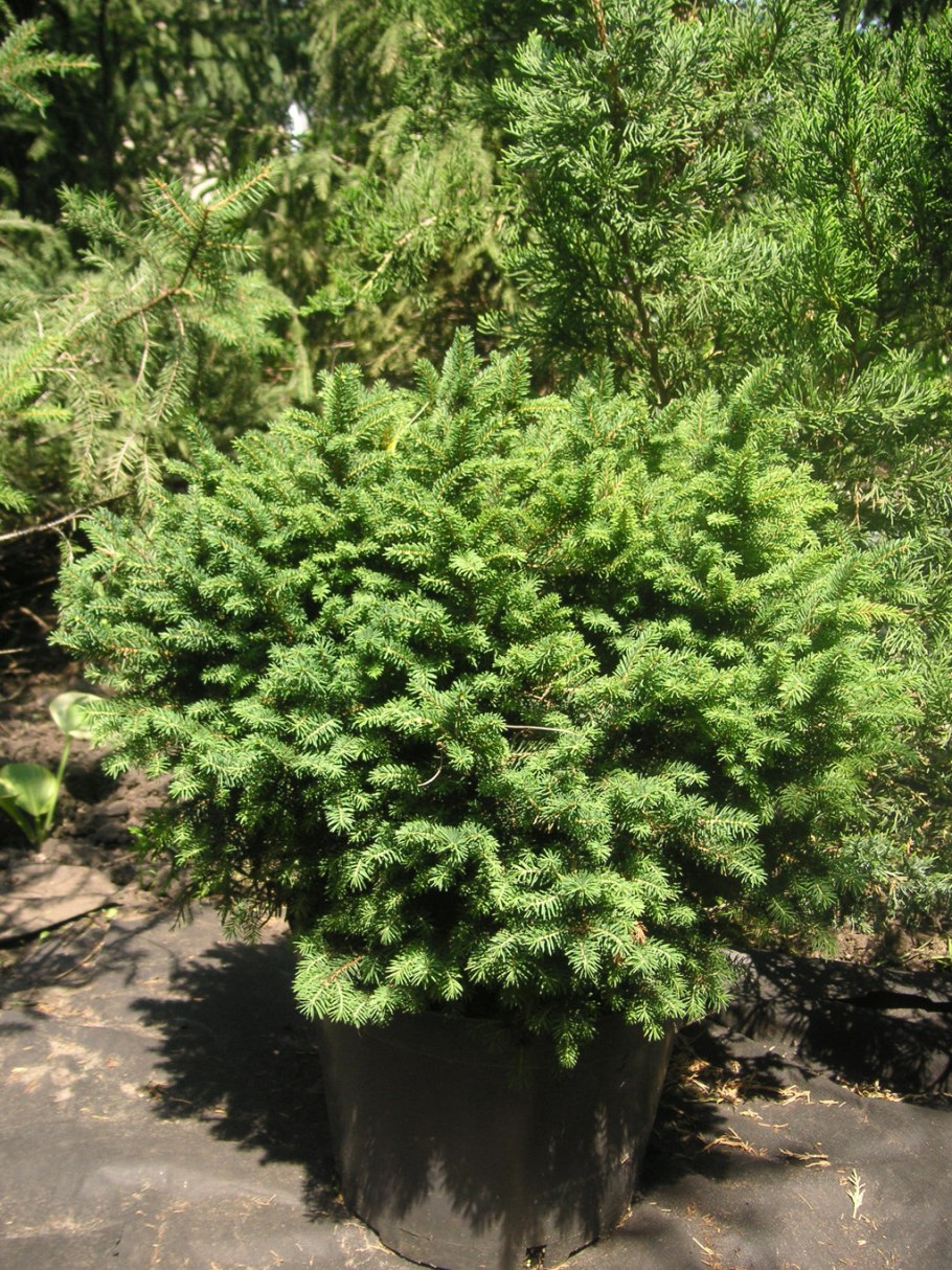 Ель оморика карел