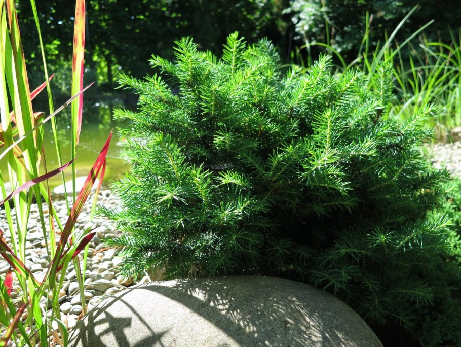 Ель Оморика Карел