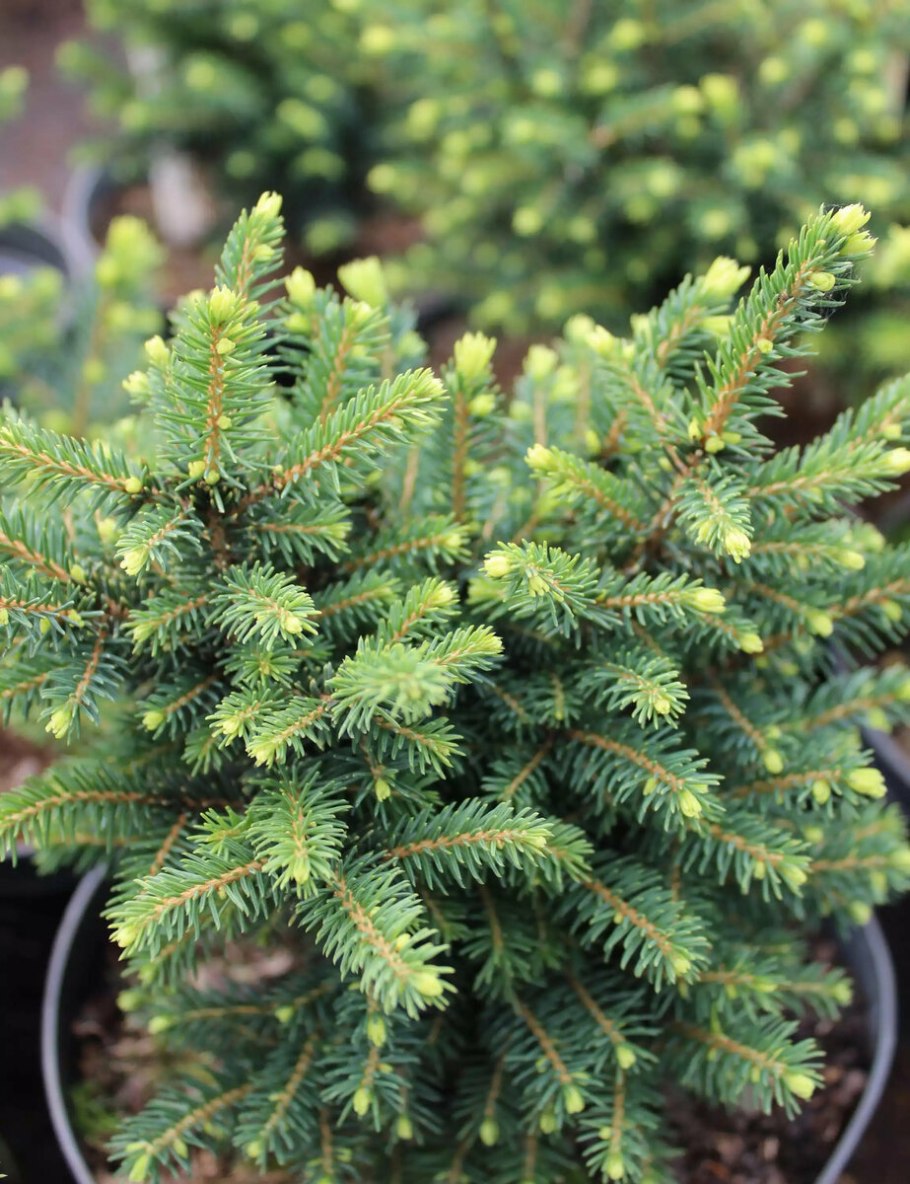 Ель Пицея Карел