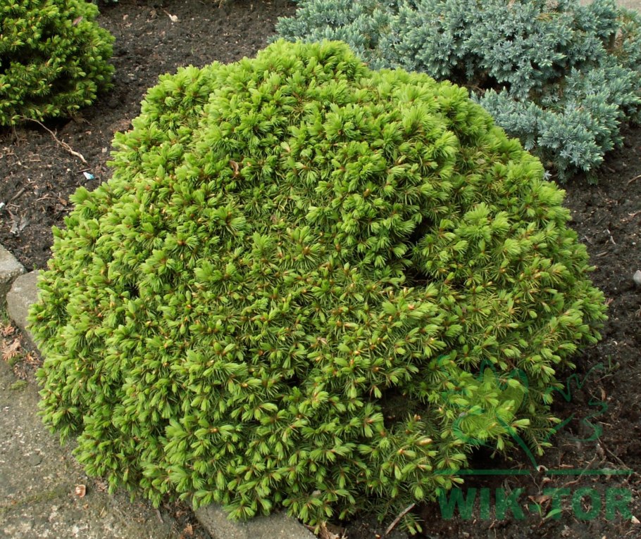 Ель Оморика Карел