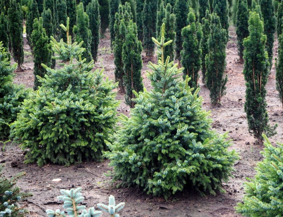 Ель Сербская в саду отзывы