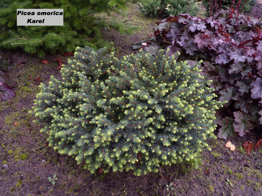 Ель(Picea) Karel