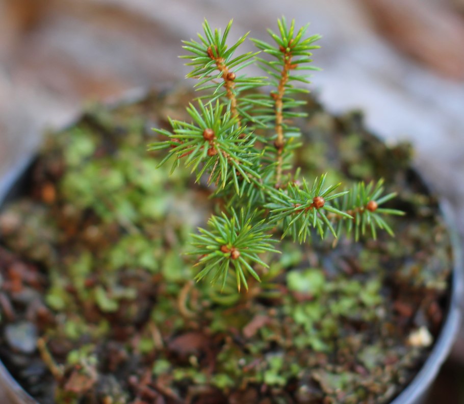 Ель сербская picea omorika