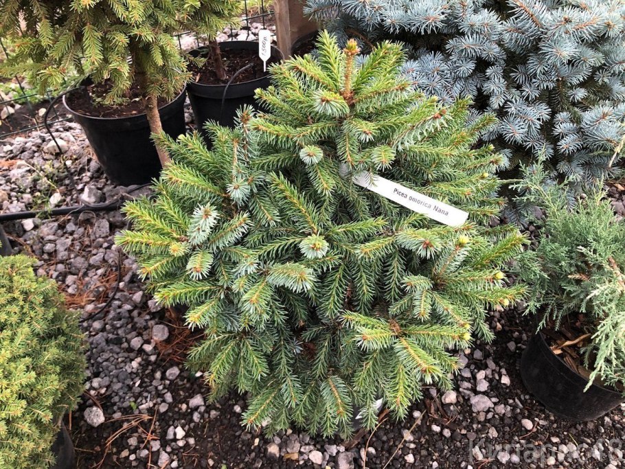 Ель Оморика Нана