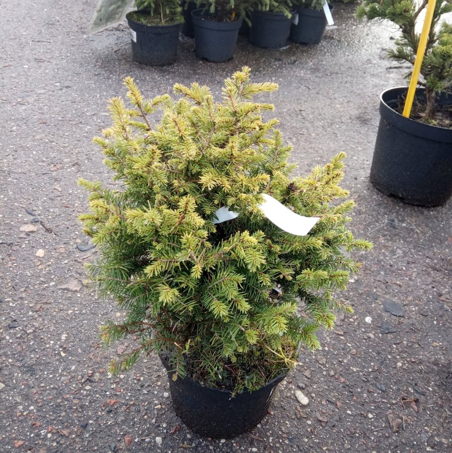 Ель Оморика Карел