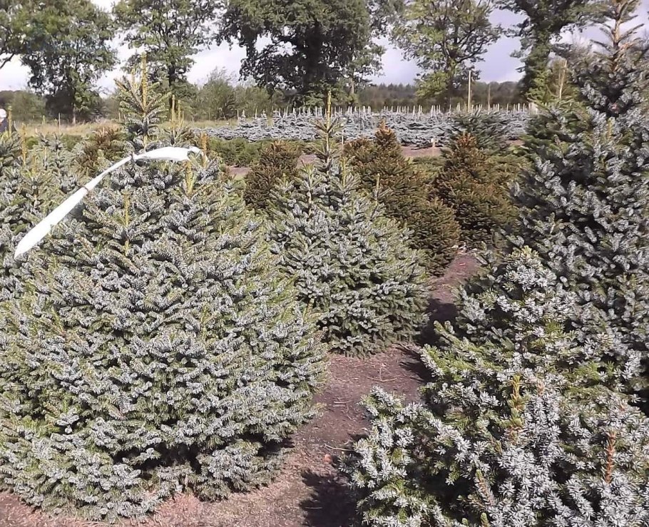 Ель оморика нана