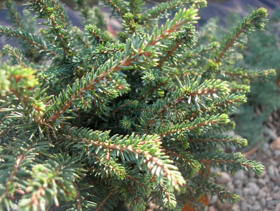 Ель Сербская Пимоко