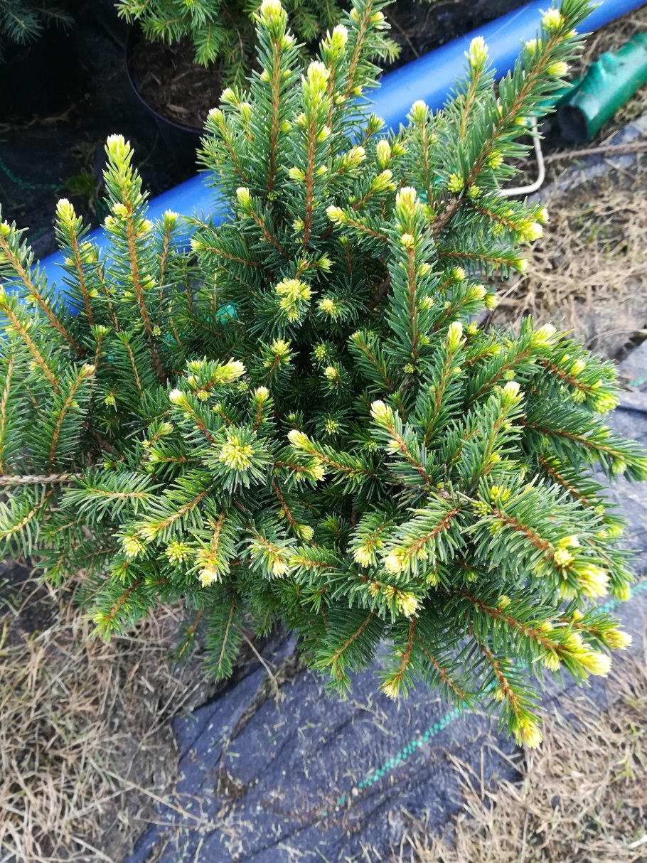 Ель Оморика Карел