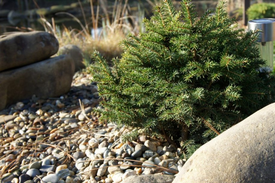 Ель Сербская Карел с розами
