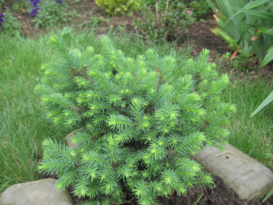 Ель серебряная Карел