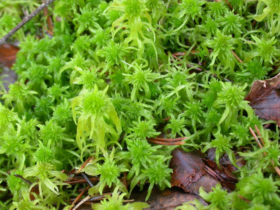 Бисквитный спонж мох