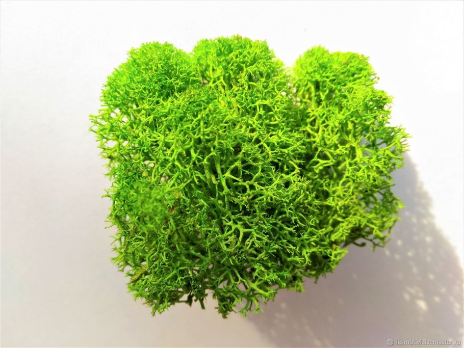 Кладофора водоросль