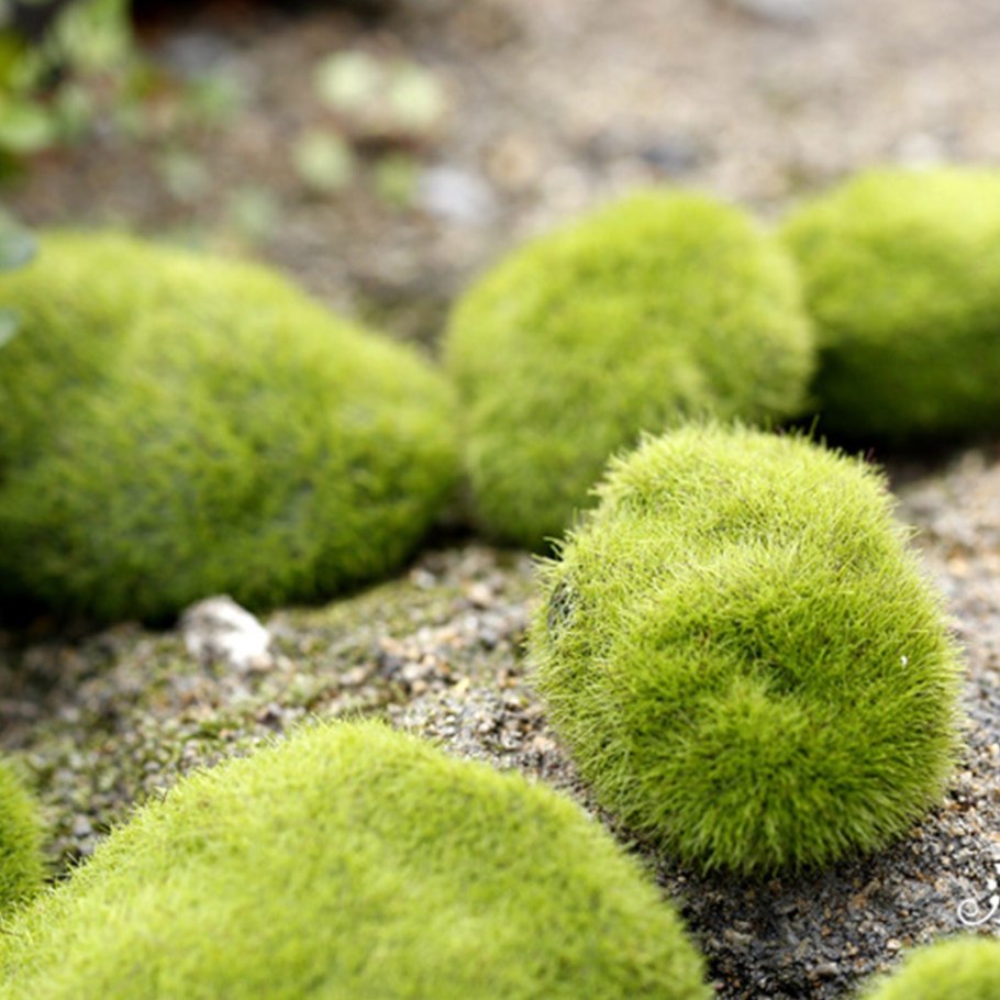 Сфагнум болотный