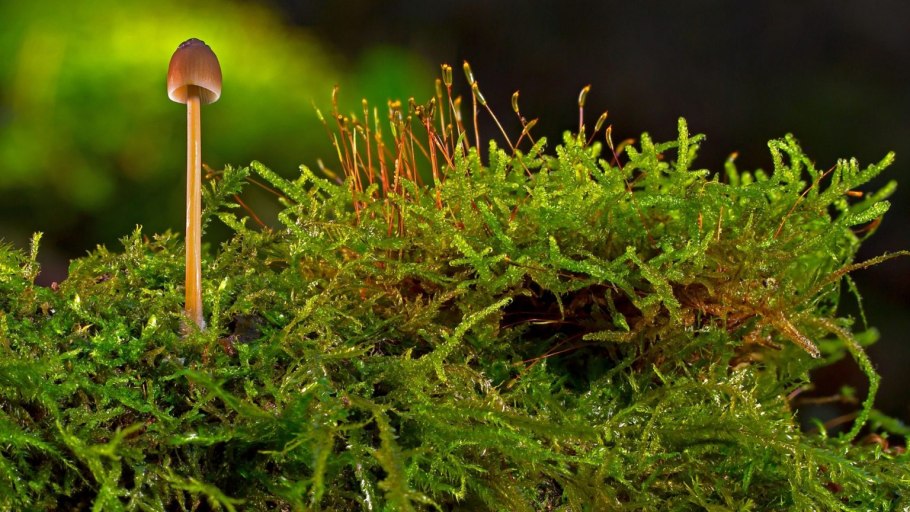 Сфагнум болотный