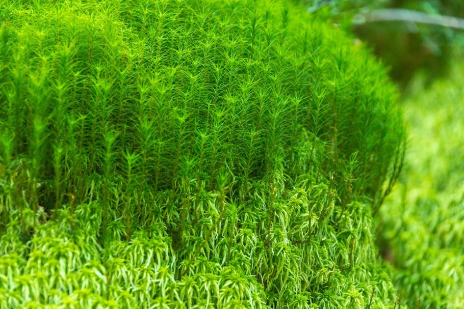 Taiwan Moss — Taxiphyllum alternans