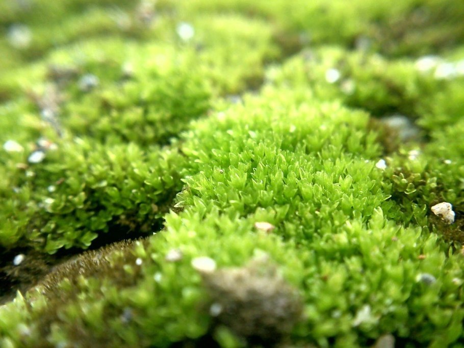 Мох бабл Moss SP. Bubble