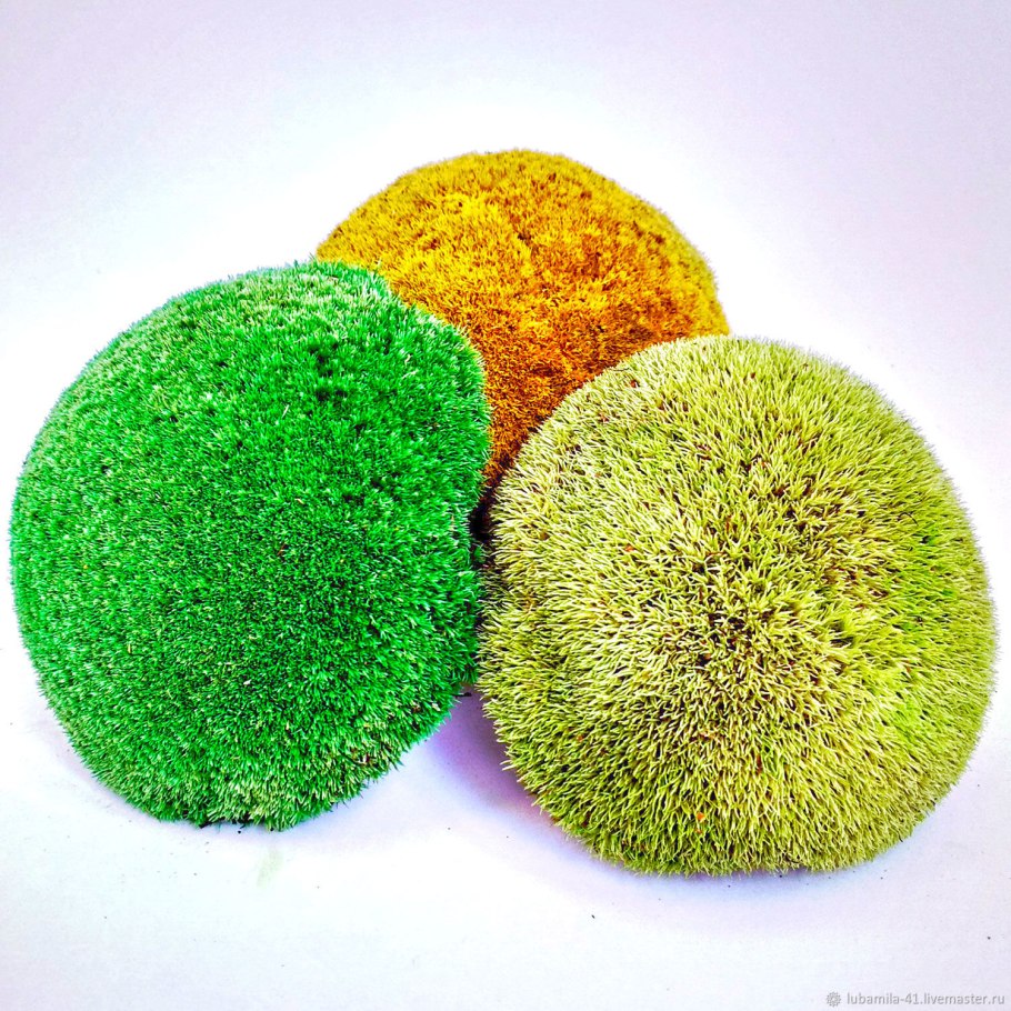 Мох Пиренополис