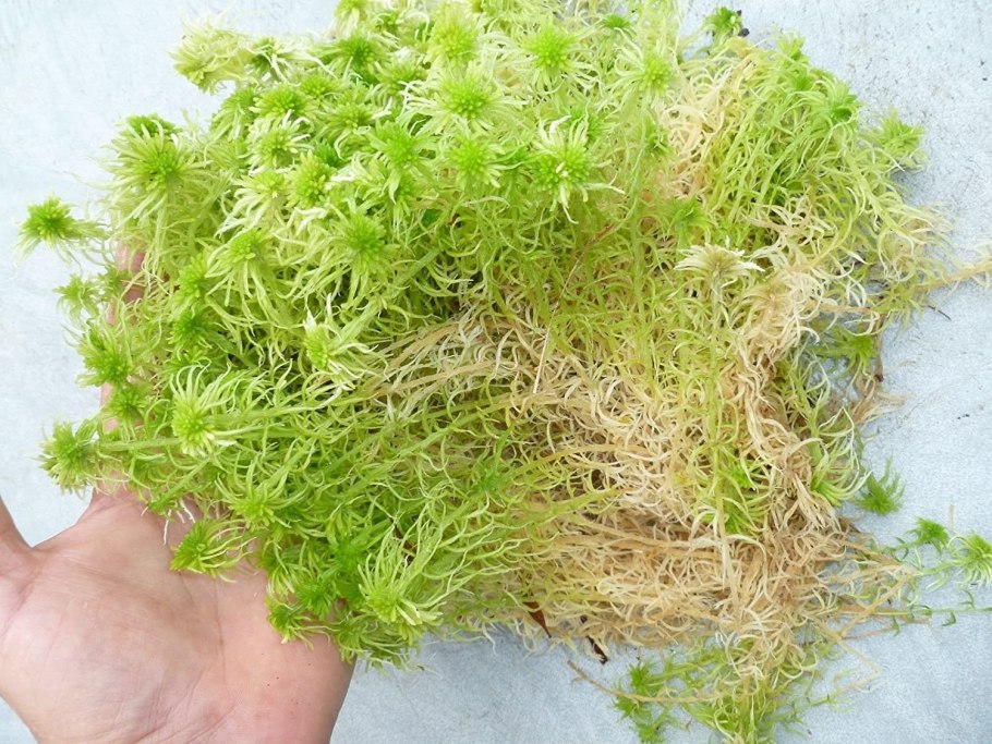 Торфяной мох