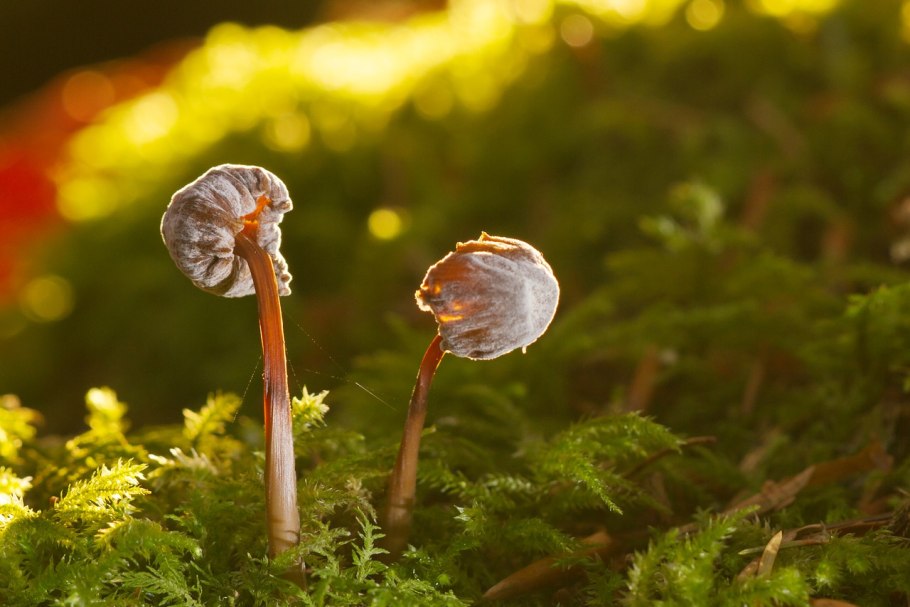 Лесной мох сфагнум