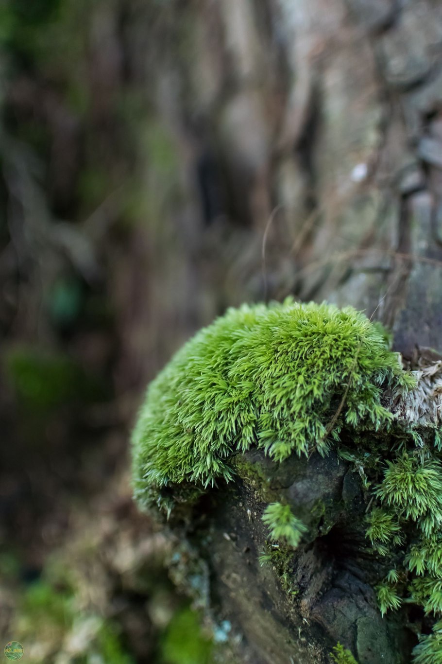 Мох платмос