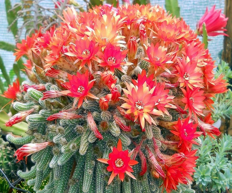 Кактусовидные Суккуленты