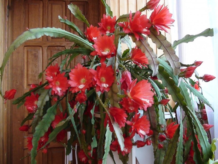 Кыст костус