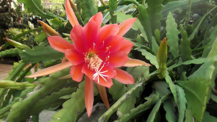 Апорокактус плетевидный