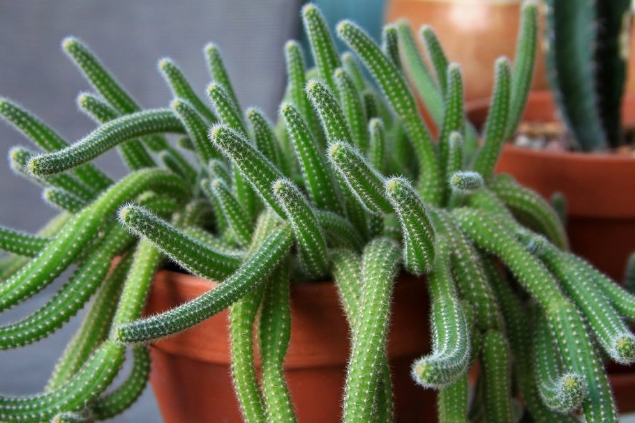 Speciosus саженец