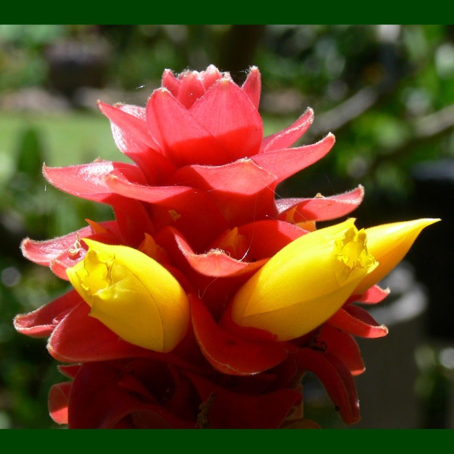 Тапейнохилус Ананасный