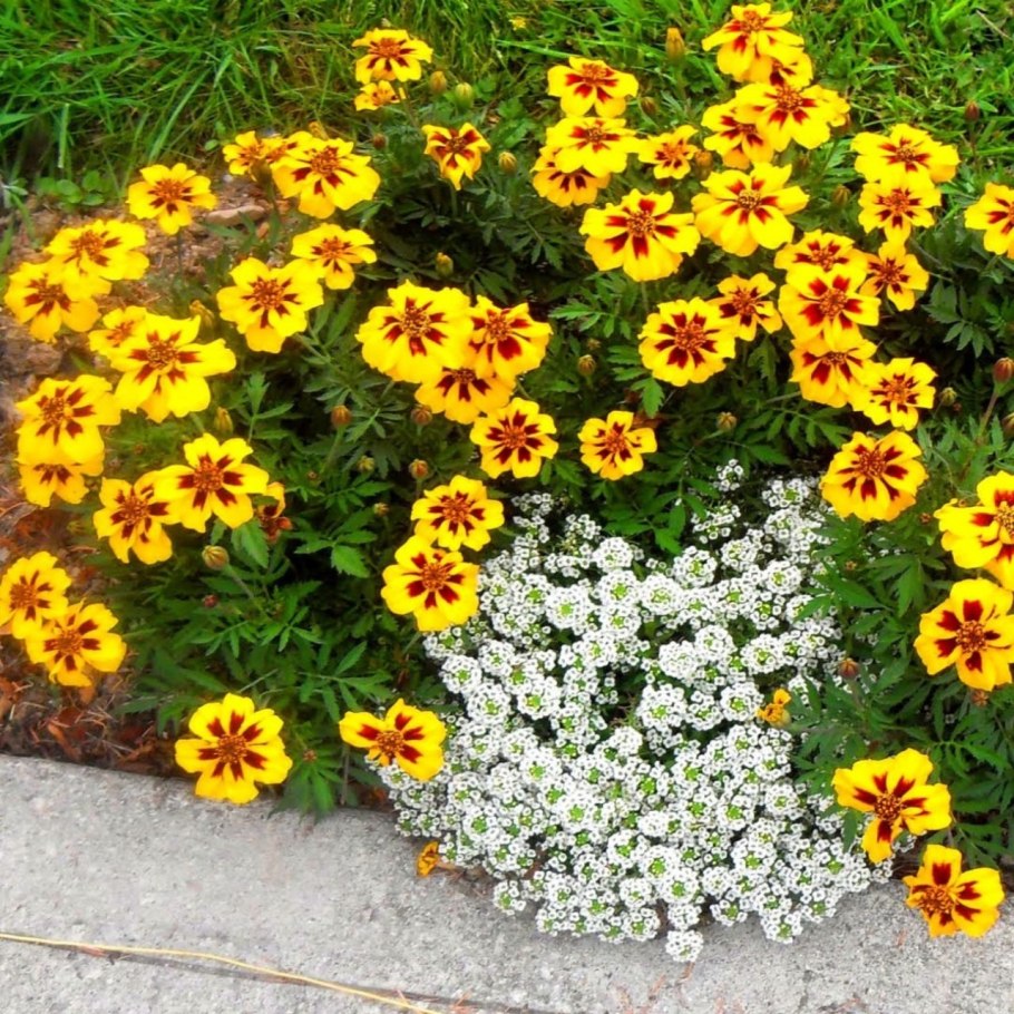 Бархатцы тонколистные Мимимикс