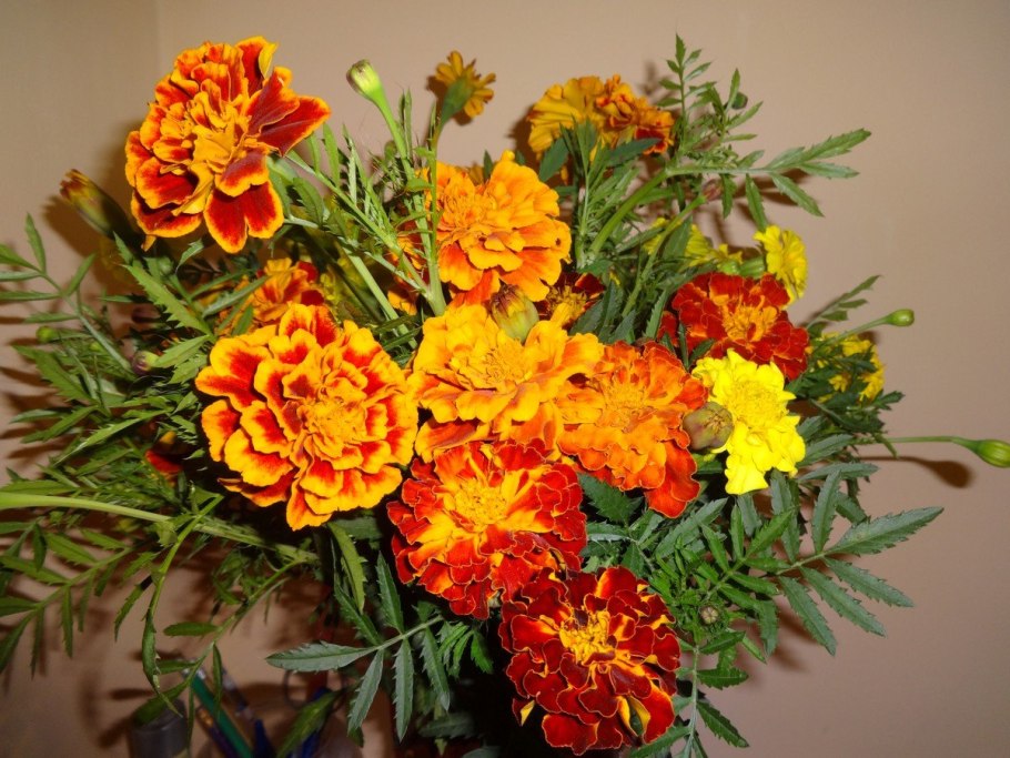 Бархатцы Квин София