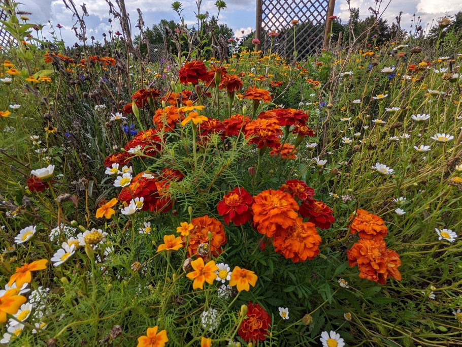 Астры и бархатцы