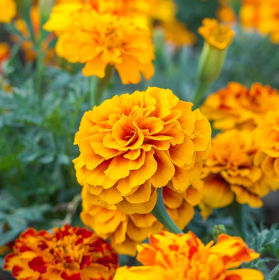 Бархатцы прямостоячие Гавайи