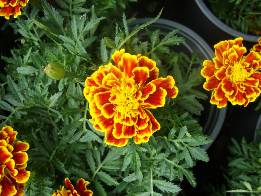 Бархатцы Tagetes patula
