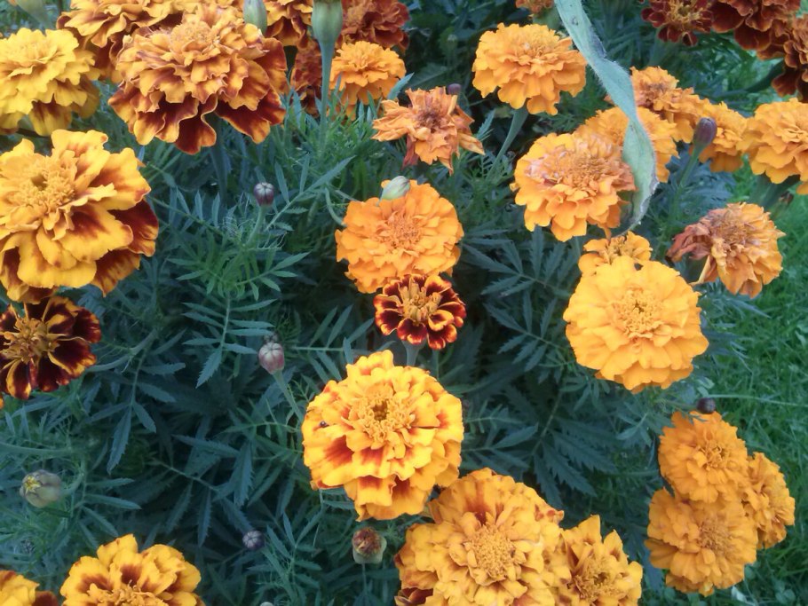 Бархатцы бурке Гольд