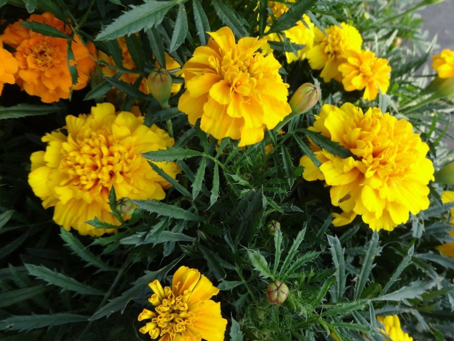 Тагетес Antigua Yellow