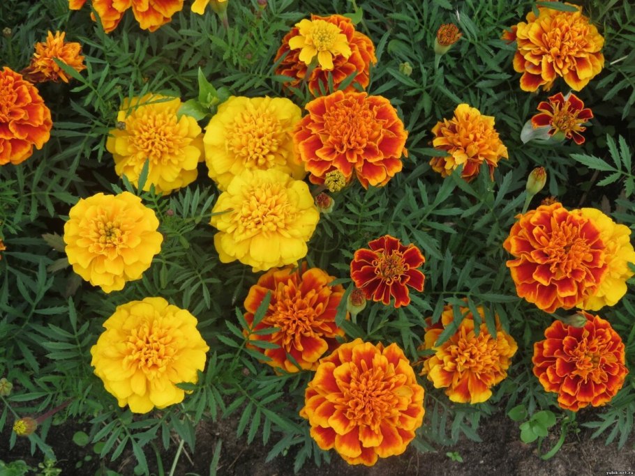 Тагетес мелкоцветный