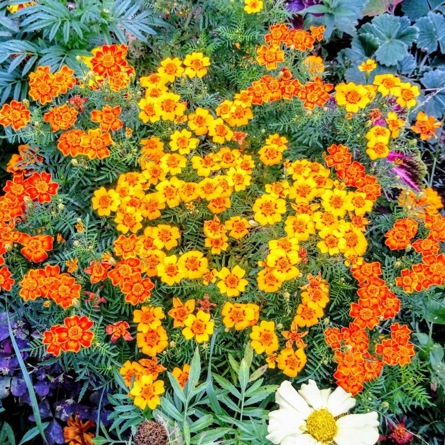 Бархатцы тонколистные Мимимикс