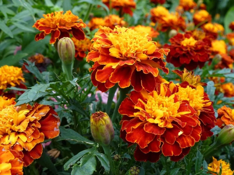 Бархатцы Квин София